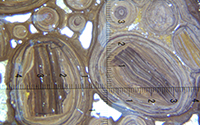 Pisolites à cœur constitué d’un fragment de cortex : Minières des Chaumettes (86 -Saint-Léomer)